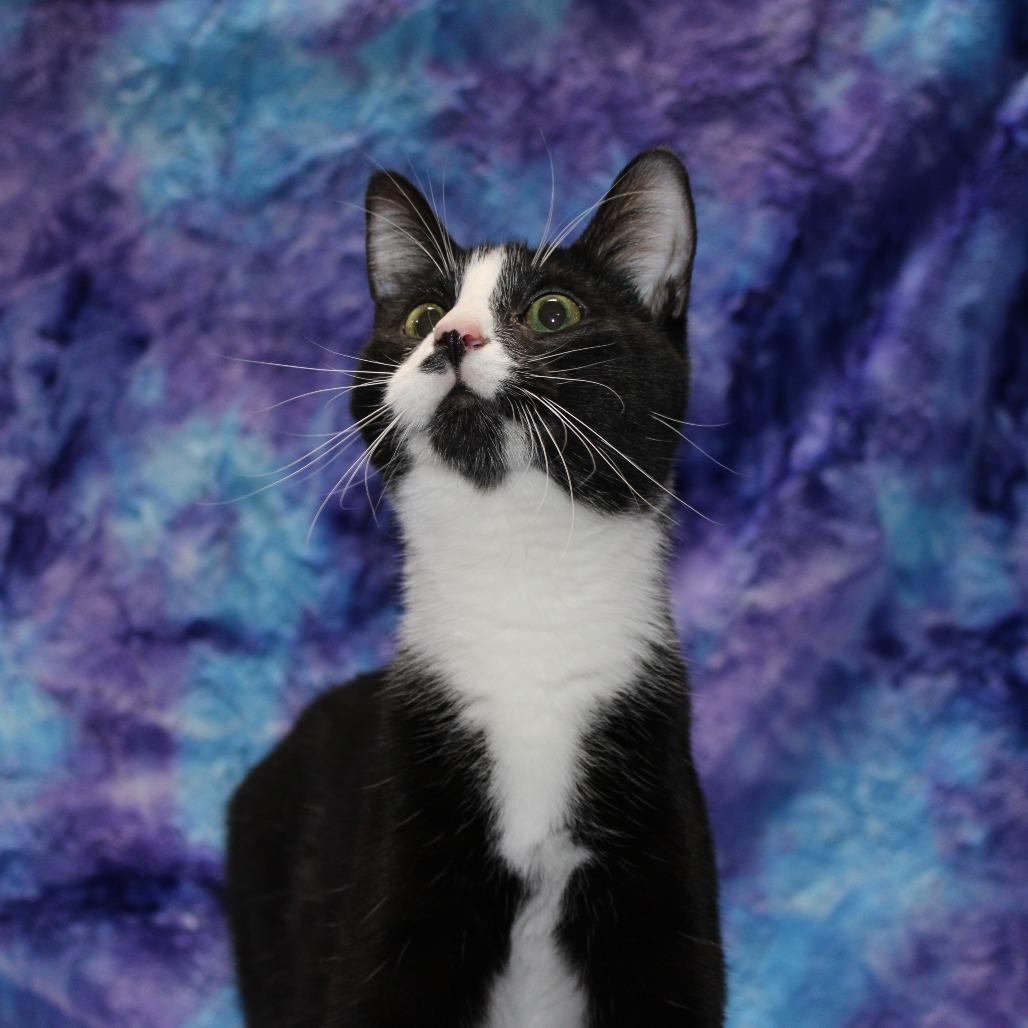 Dale, Adoptable, Young Male Domestic Short Hair.