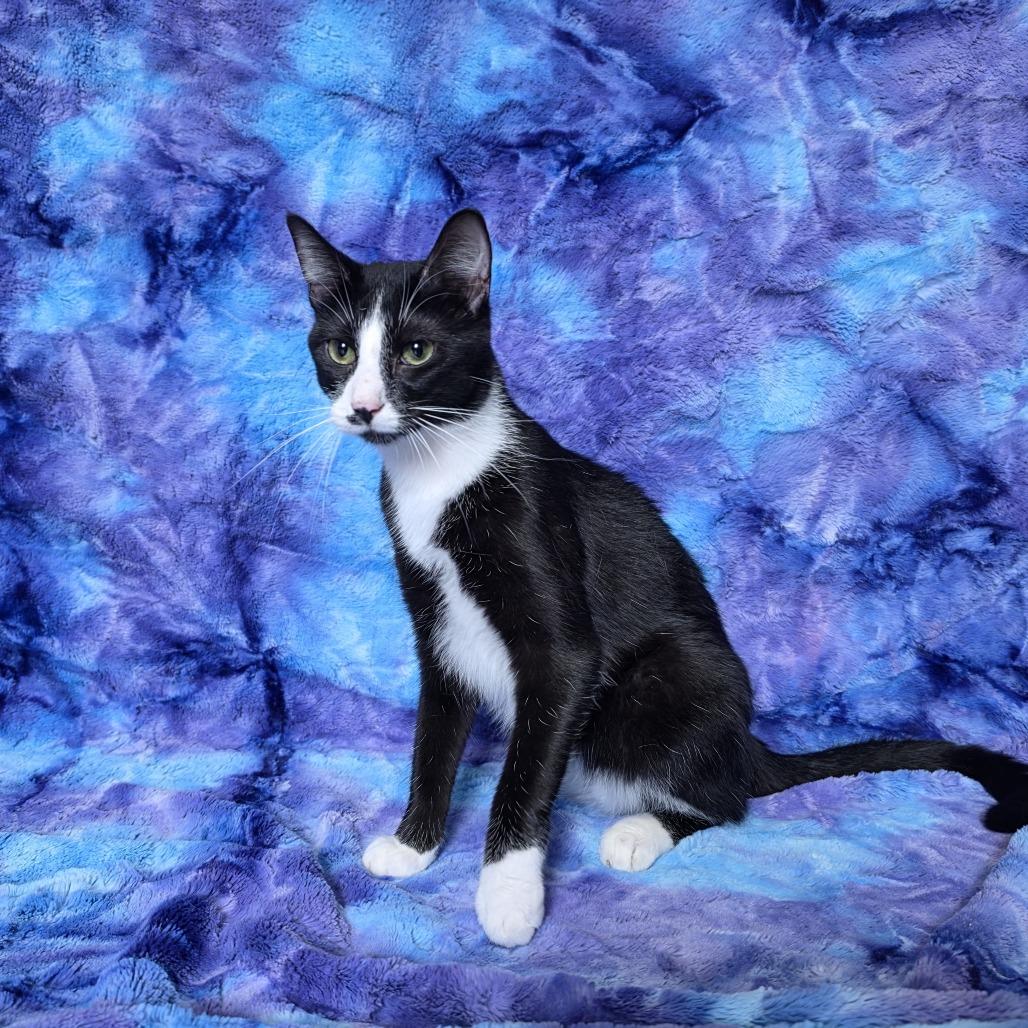 Enlarge Dale, a Adoptable Domestic Short Hair in Tipton, IA image 2/5