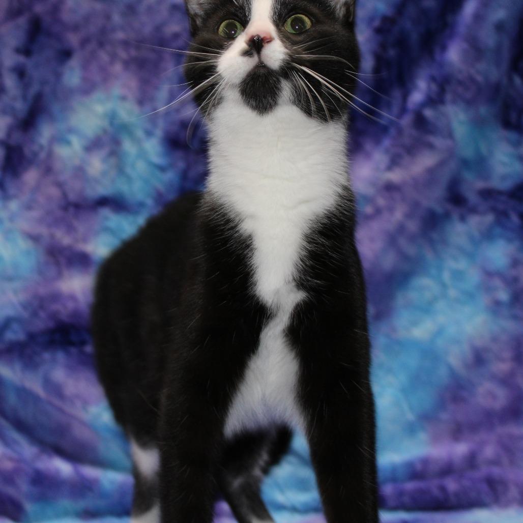 Enlarge Dale, a Adoptable Domestic Short Hair in Tipton, IA image 2/4