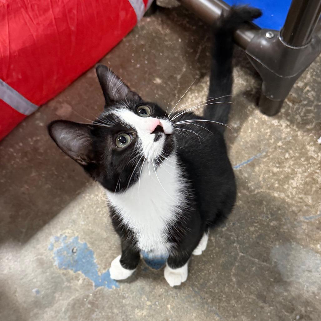 Dale, Adoptable, Young Male Domestic Short Hair.