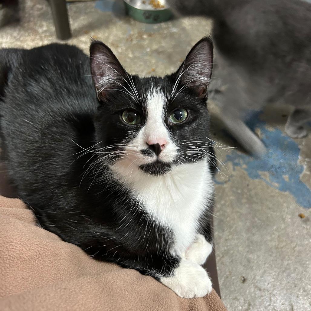 Enlarge Dale, a Adoptable Domestic Short Hair in Tipton, IA image 4/4