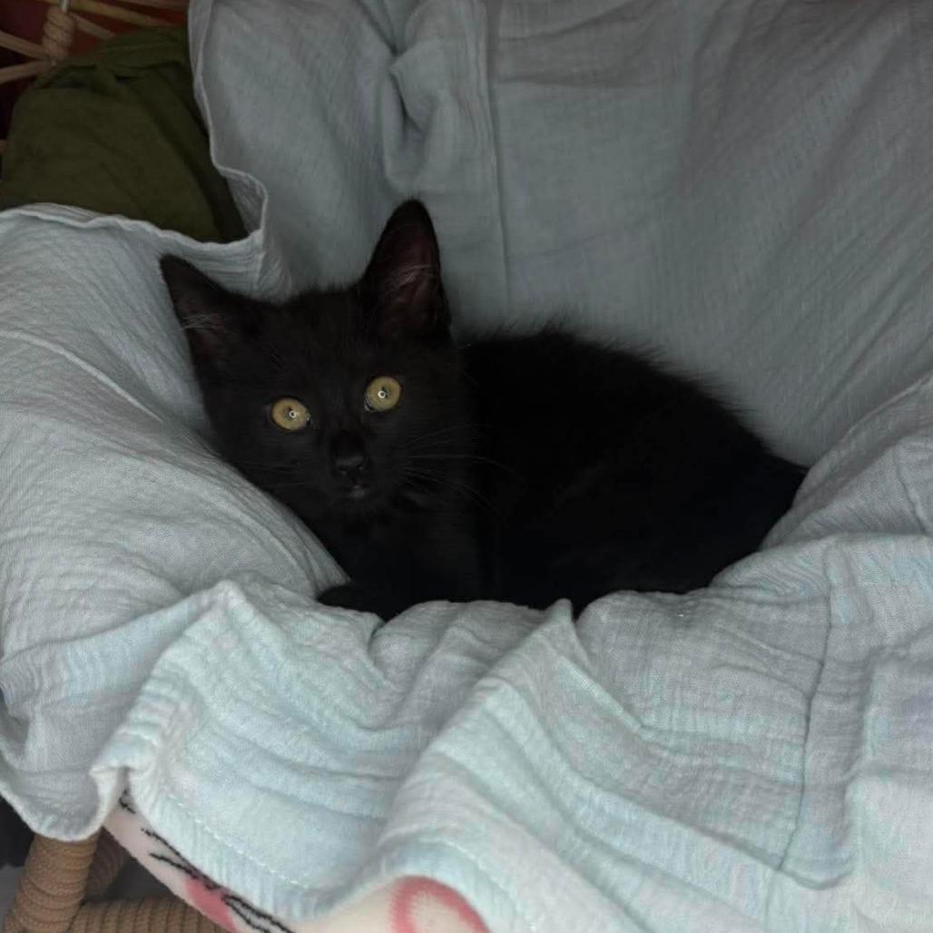 Eva, Adoptable, Kitten Female Domestic Short Hair.