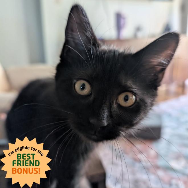 Enlarge Eva, a Adoptable Domestic Short Hair in Lexington, KY image 2/4