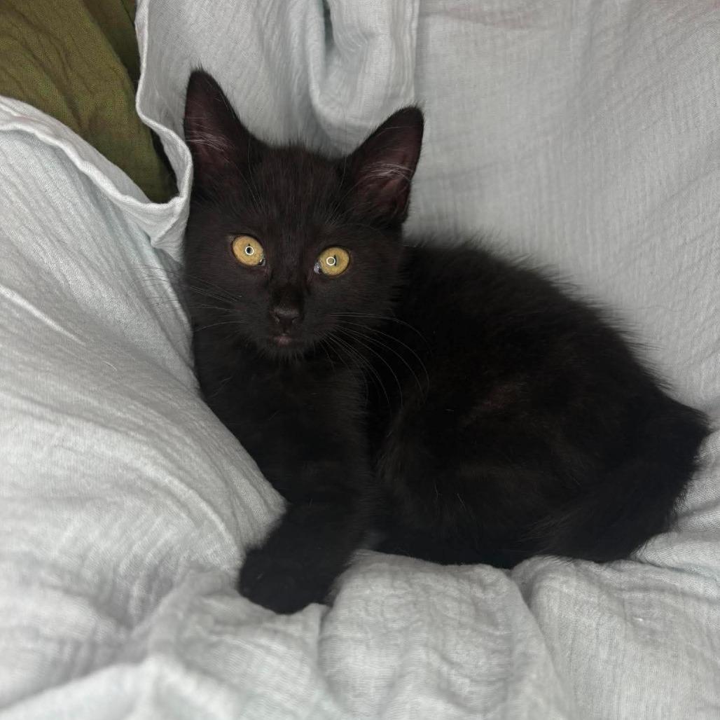 Enlarge Eva, a Adoptable Domestic Short Hair in Lexington, KY image 3/4