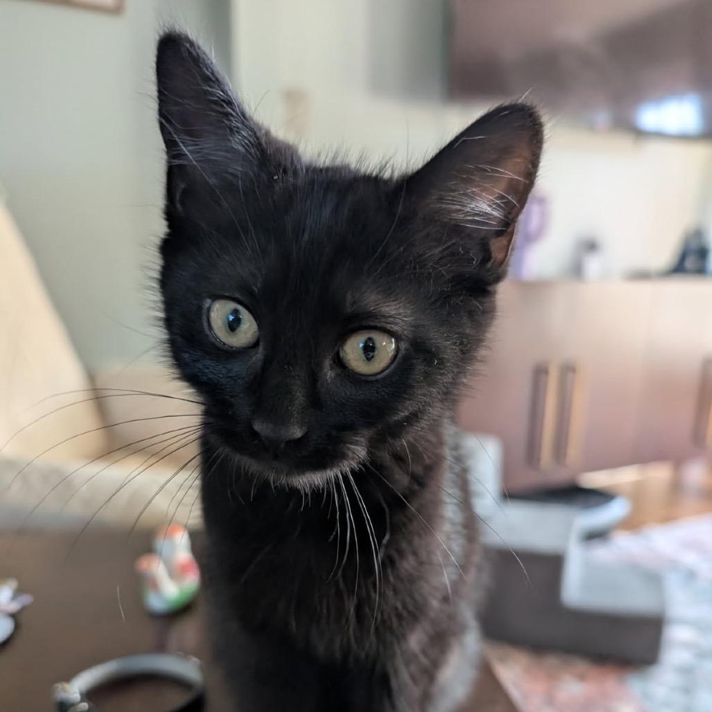 Enlarge Eva, a Adoptable Domestic Short Hair in Lexington, KY image 4/4
