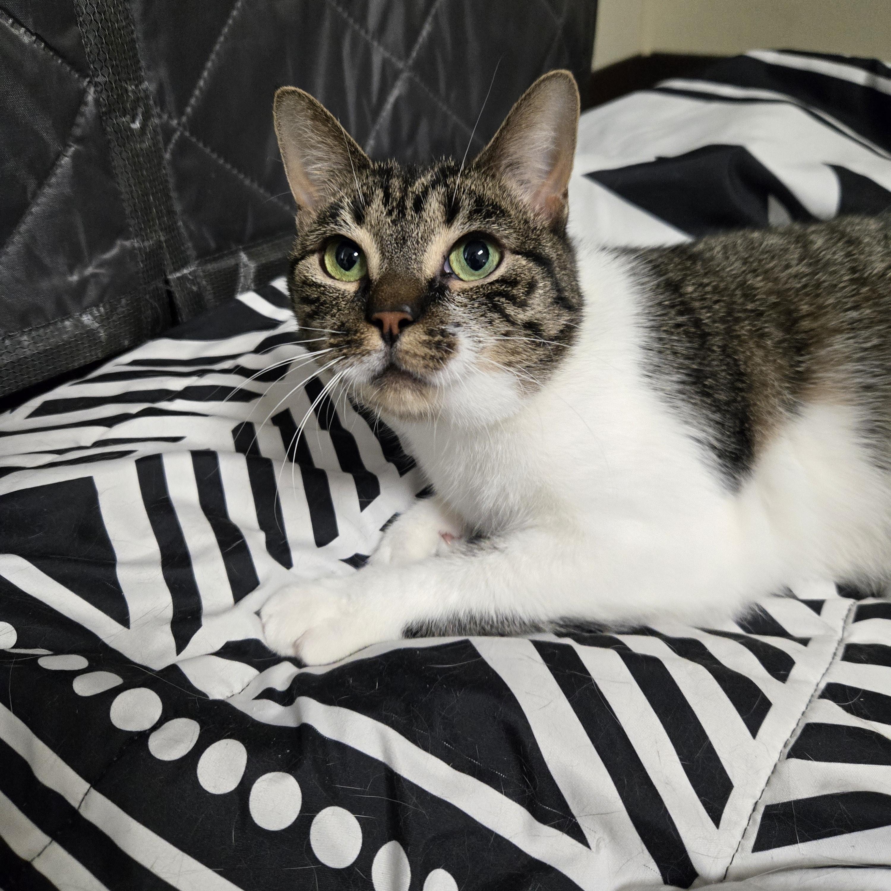 Enlarge Candi, a ADOPTABLE Domestic Short Hair in Binghamton, NY image 1/1