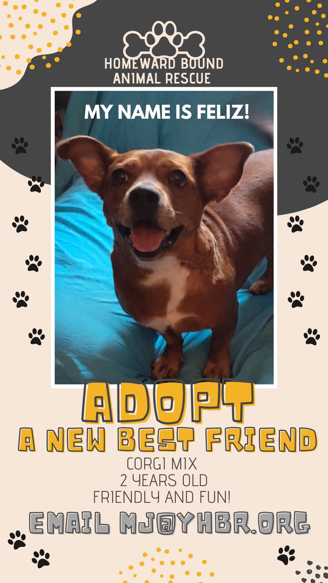 Feliz, Adoptable, Adult Female Corgi.