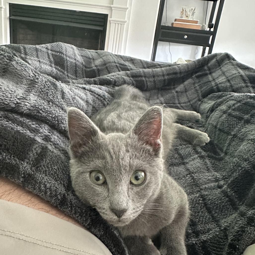 Charlie, a Adoptable Domestic Short Hair in Simpsonville, SC image 1/6