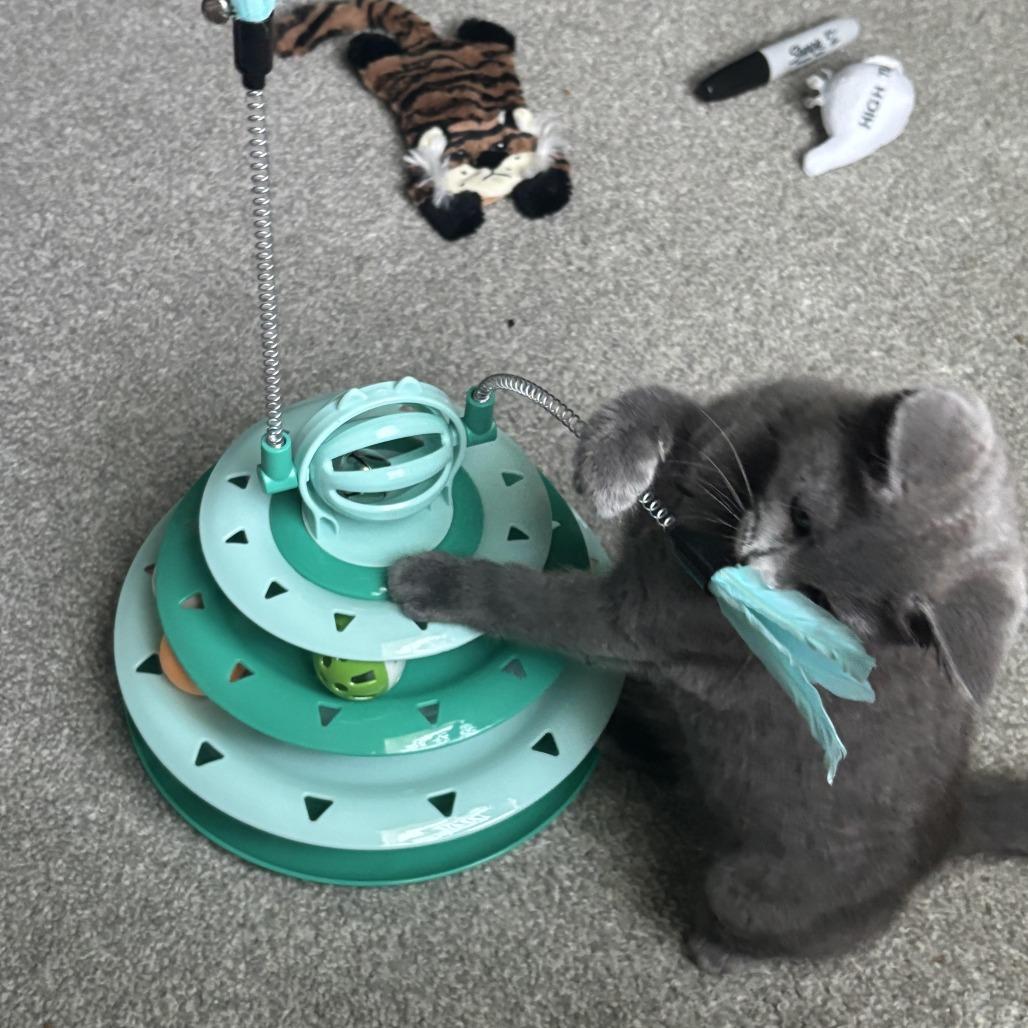 Charlie, a Adoptable Domestic Short Hair in Simpsonville, SC image 2/6