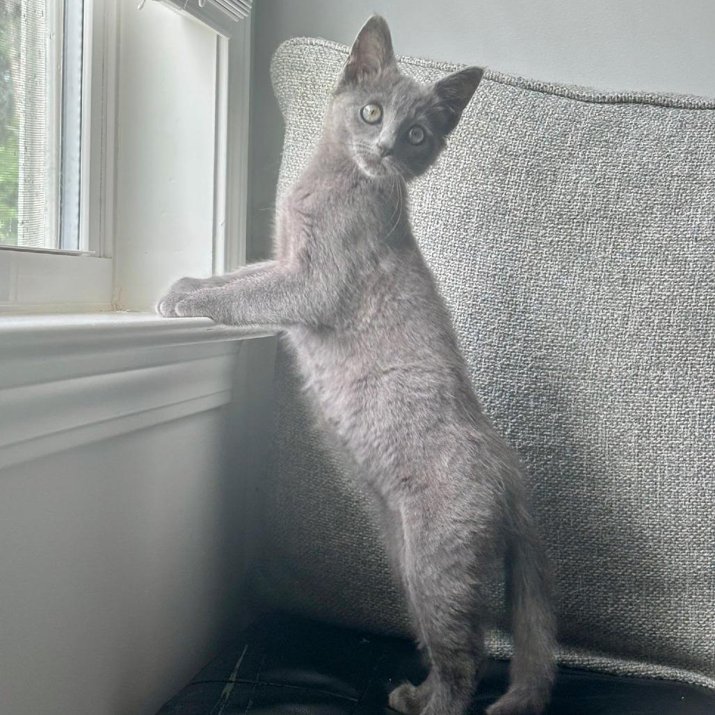 Charlie, a Adoptable Domestic Short Hair in Simpsonville, SC image 3/6