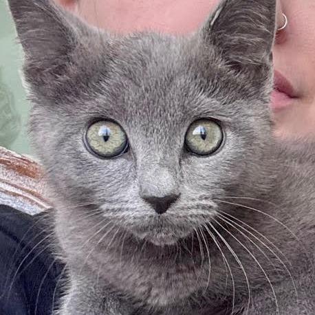 Charlie, a Adoptable Domestic Short Hair in Simpsonville, SC image 4/6