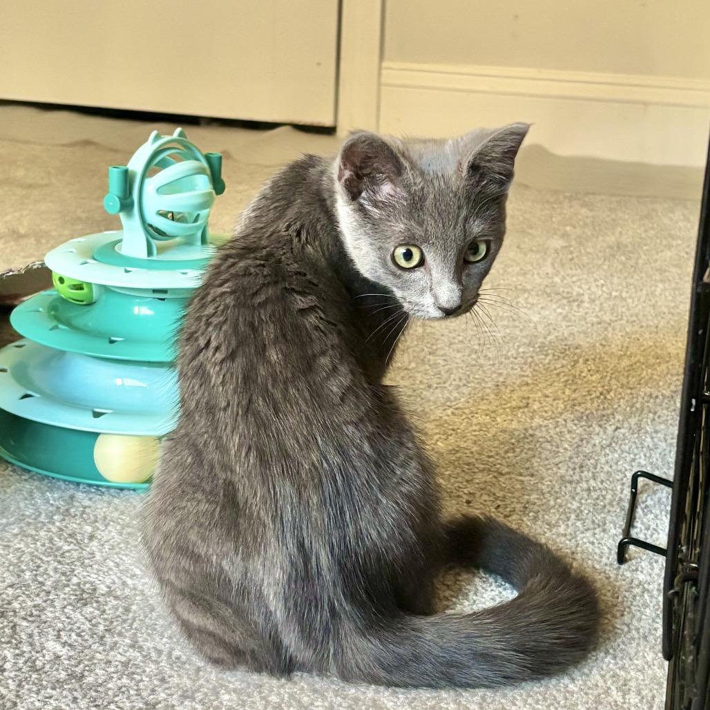 Charlie, a Adoptable Domestic Short Hair in Simpsonville, SC image 5/6