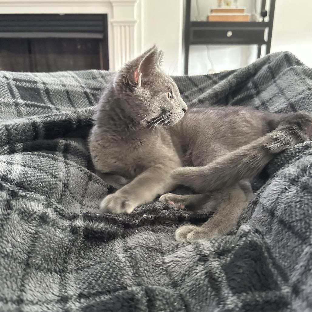 Charlie, a Adoptable Domestic Short Hair in Simpsonville, SC image 6/6