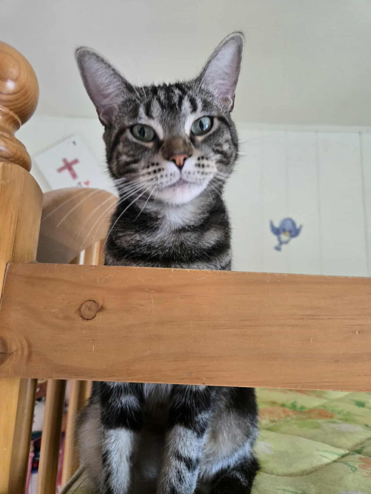 Enlarge Bubbles, an adoptable Domestic Short Hair in East Amherst, NY image 2/6