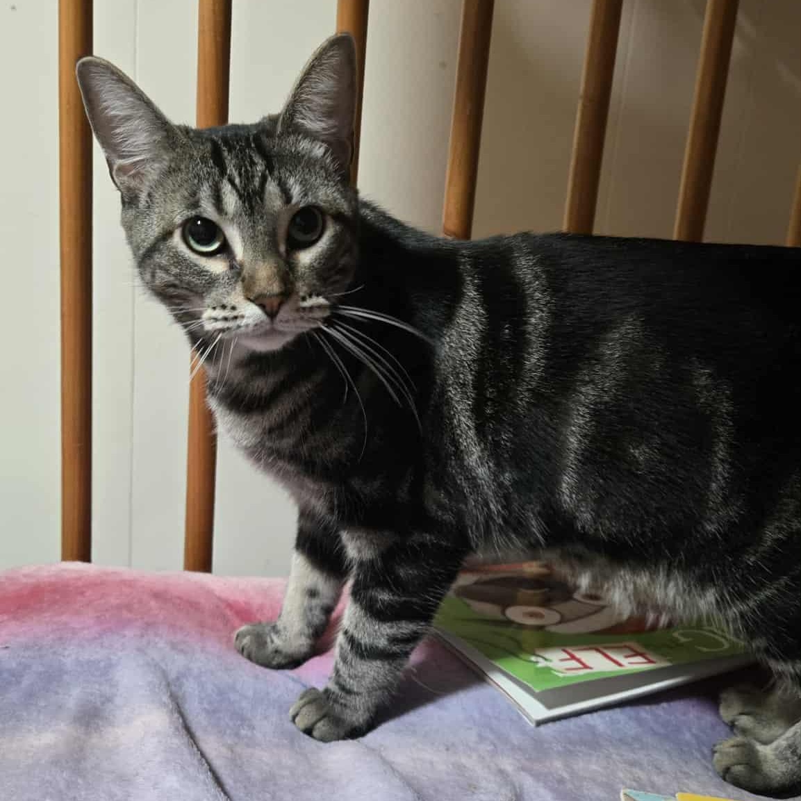 Enlarge Bubbles, an adoptable Domestic Short Hair in East Amherst, NY image 4/6