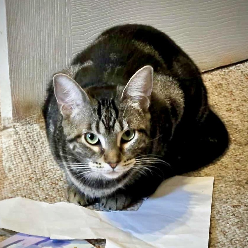 Enlarge Bubbles, an adoptable Domestic Short Hair in East Amherst, NY image 6/6