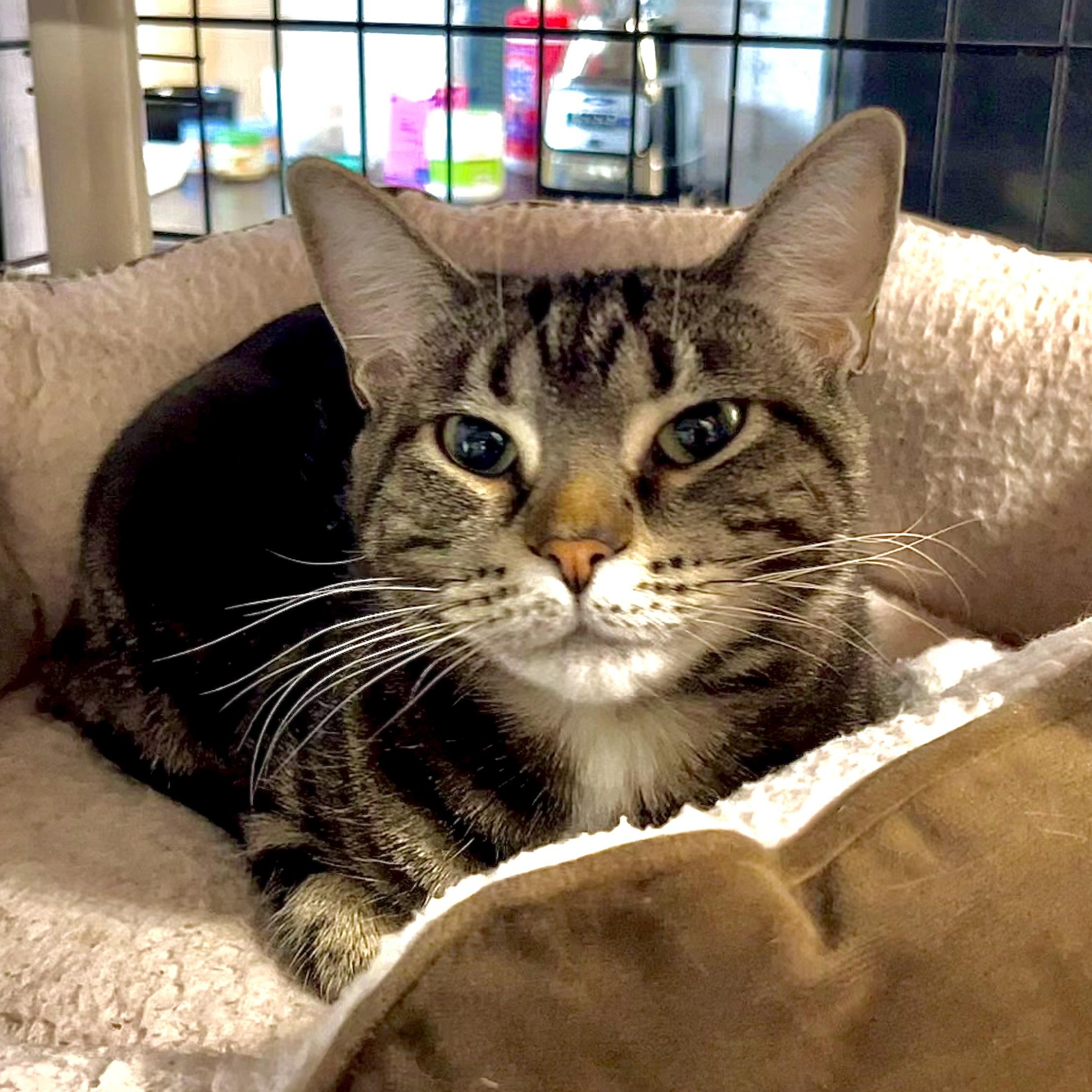 Enlarge Bubbles, an adoptable Domestic Short Hair in East Amherst, NY image 1/6