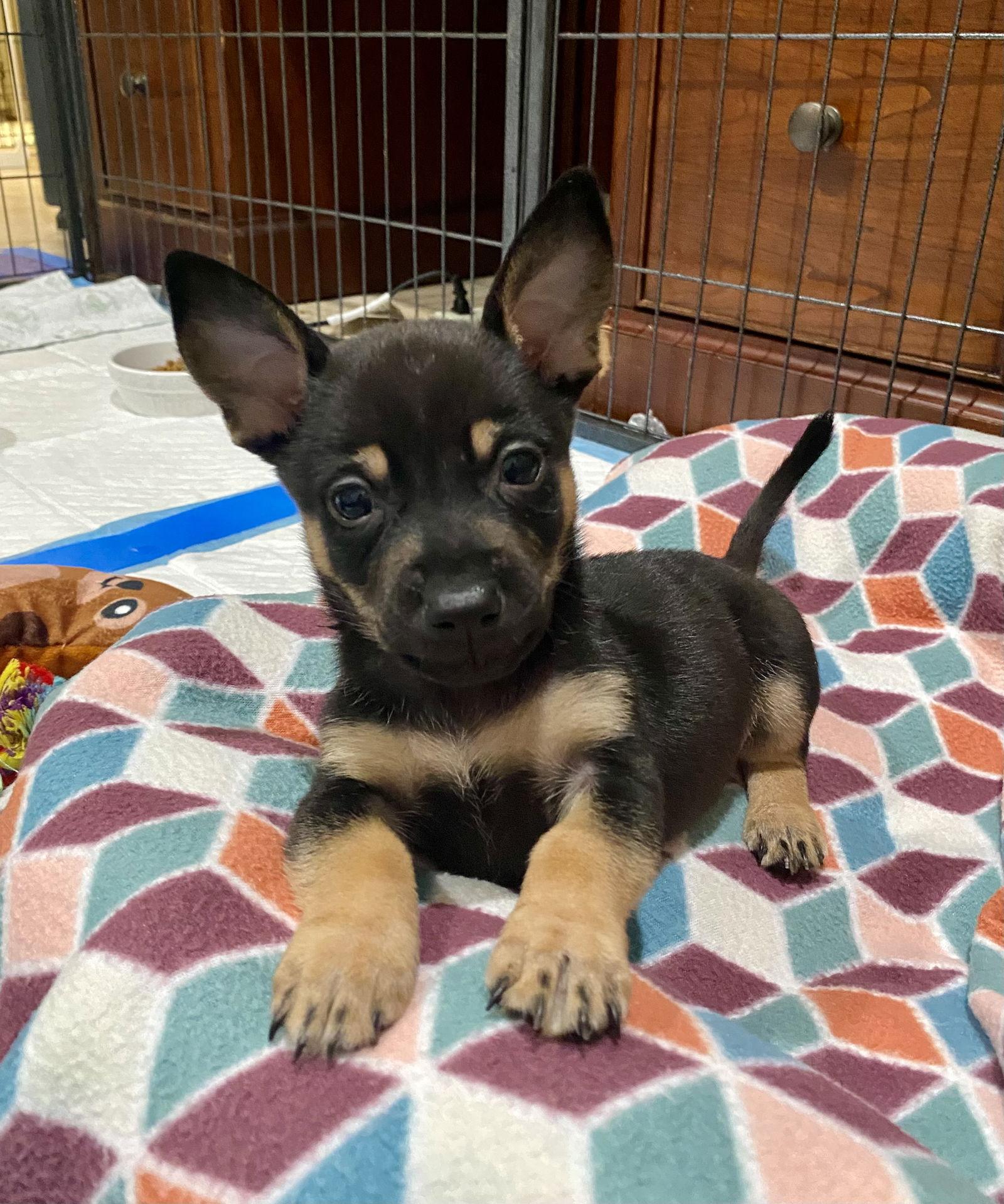 Enlarge Bluejay, a Adoptable mixed breed in Orange, CA image 1/2