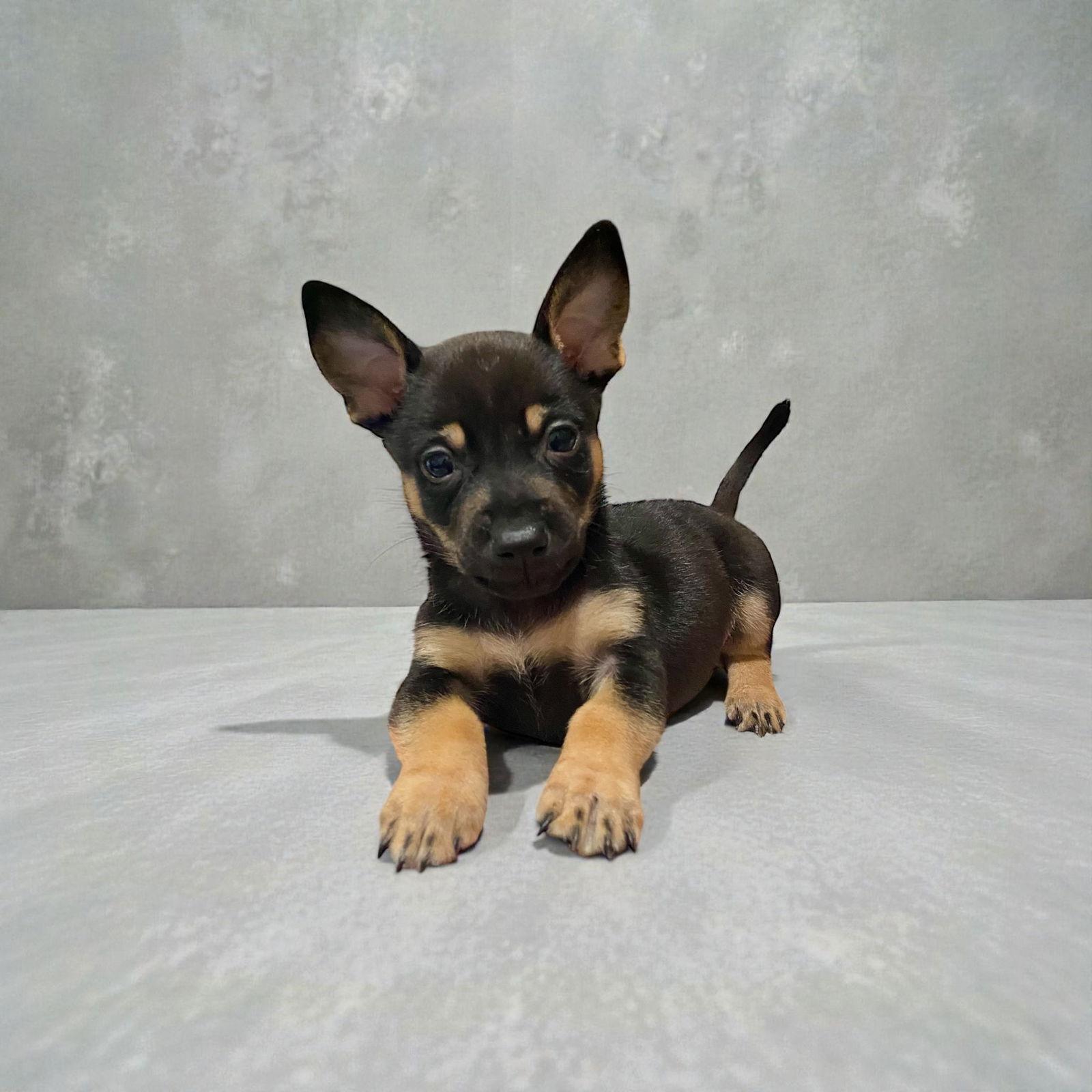 Enlarge Bluejay, a Adoptable mixed breed in Orange, CA image 2/2