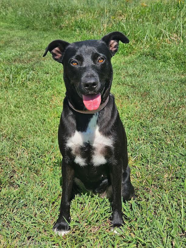 Angel, Adoptable, Young Female Labrador Retriever.