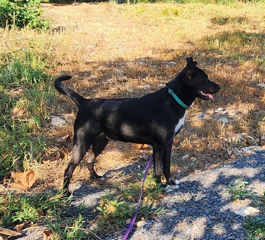 Enlarge Angel, a Adoptable mixed breed in Marshall, AR image 6/6