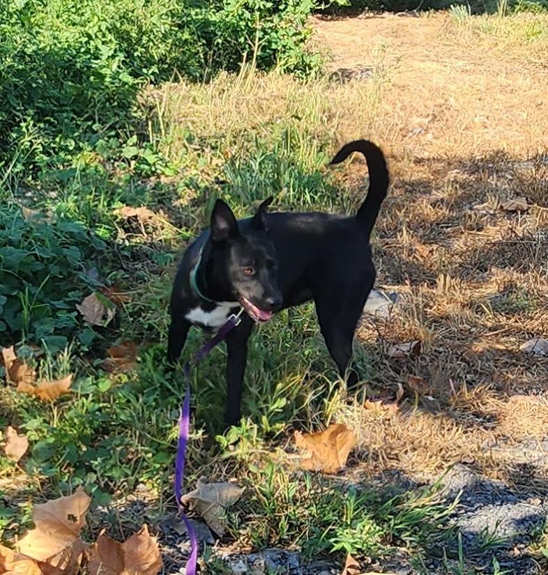 Enlarge Angel, a Adoptable mixed breed in Marshall, AR image 4/6