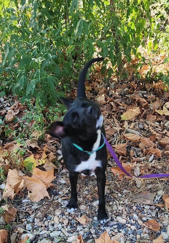 Enlarge Angel, a Adoptable mixed breed in Marshall, AR image 5/6