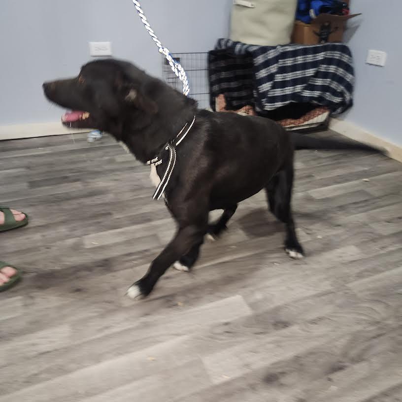 Enlarge Angel, a ADOPTABLE mixed breed in Marshall, AR image 2/2