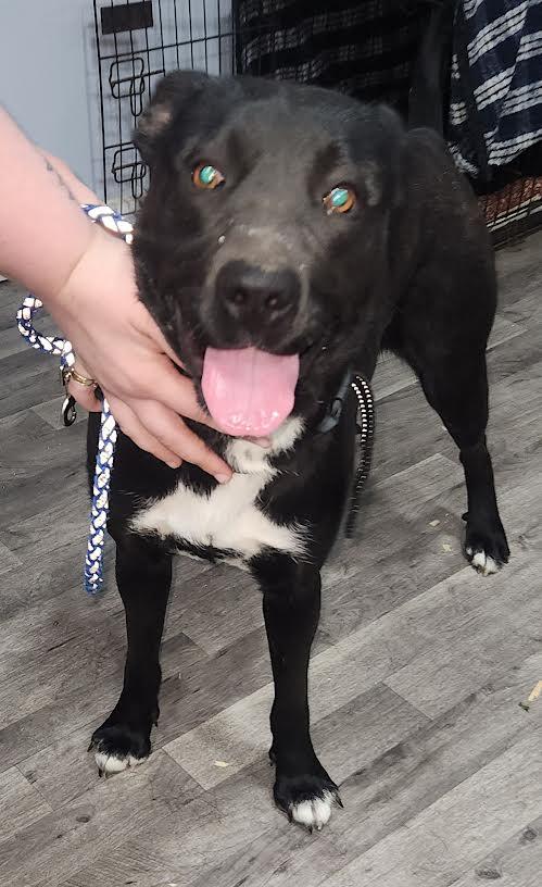 Enlarge Angel, a ADOPTABLE mixed breed in Marshall, AR image 1/2