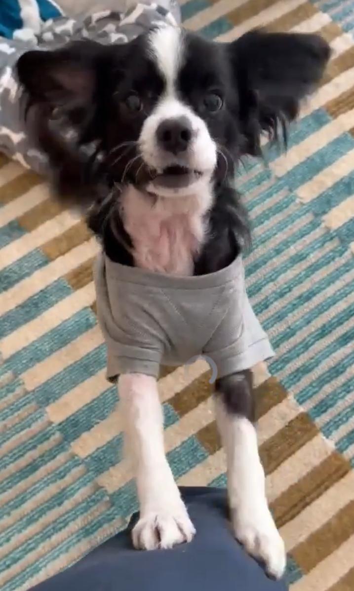 Enlarge Beacon, a Adoptable Cavalier King Charles Spaniel in Ozone Park, NY image 2/3