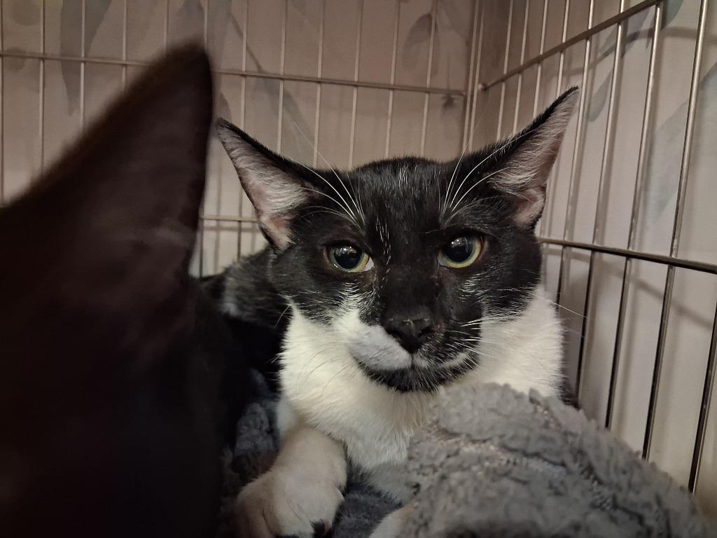 Enlarge SKITZ, a Adoptable mixed breed in Wintersville, OH image 1/2