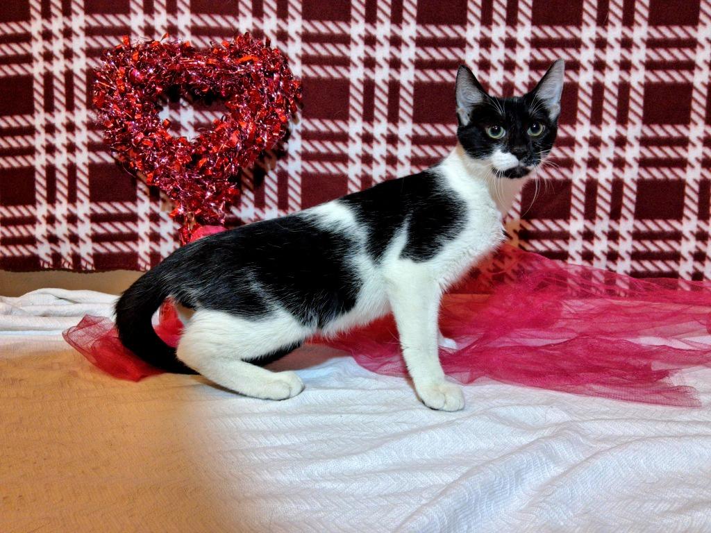 Enlarge SKITZ, a Adoptable mixed breed in Wintersville, OH image 2/2