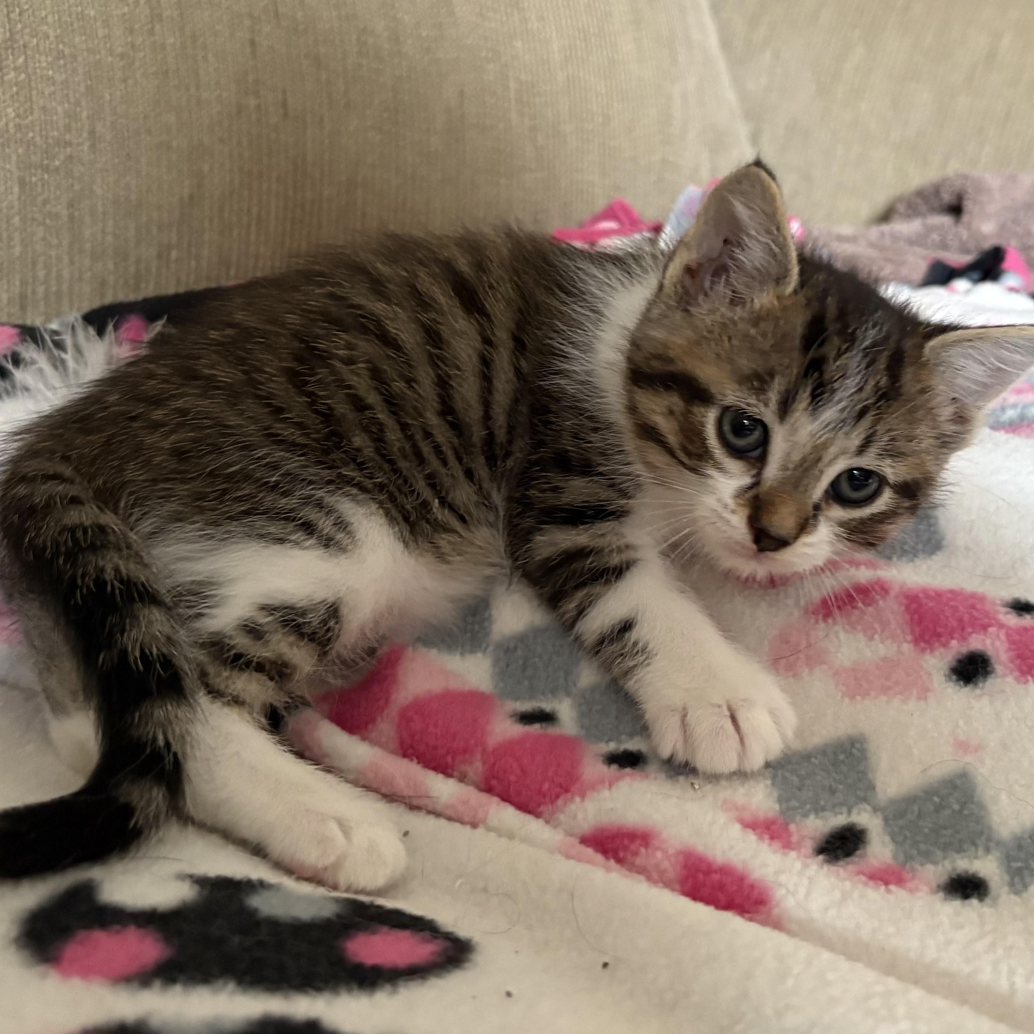 DAFFODIL, Baby Female Domestic Short Hair