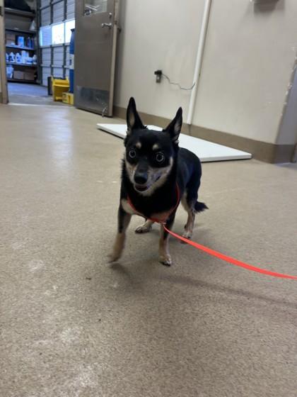 Dumpling, Adoptable, Senior Male Chihuahua & Mixed Breed.