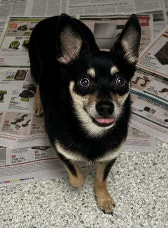 Dumpling — thumbnail 2