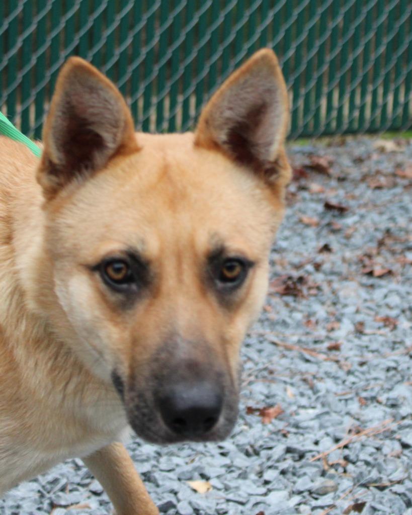 Enlarge Raven, a Adoptable mixed breed in Mount Gilead, NC image 2/6