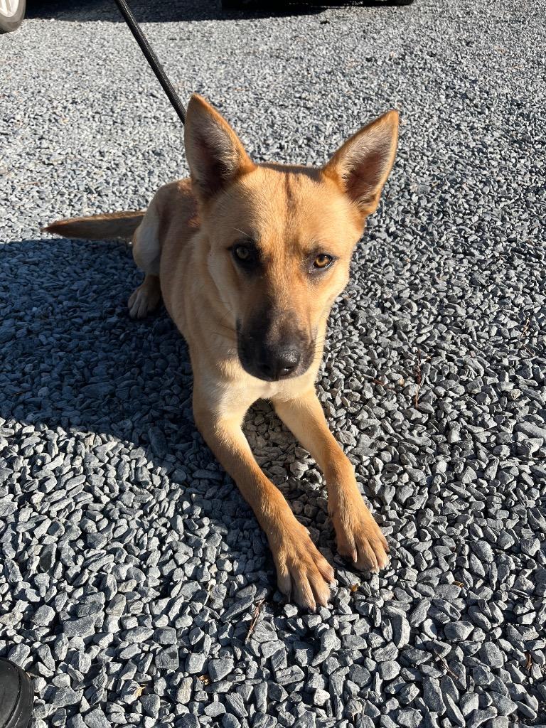Enlarge Raven, a Adoptable mixed breed in Mount Gilead, NC image 4/6