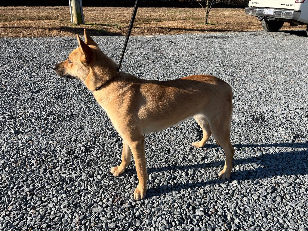 Enlarge Raven, a Adoptable mixed breed in Mount Gilead, NC image 5/6
