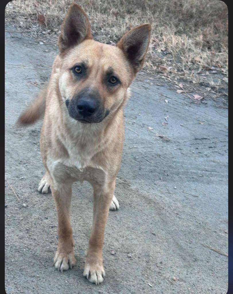 Raven, Adoptable, Young Female Mixed Breed.