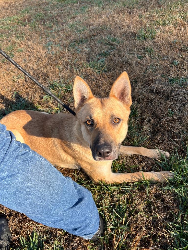 Enlarge Raven, a Adoptable mixed breed in Mount Gilead, NC image 6/6