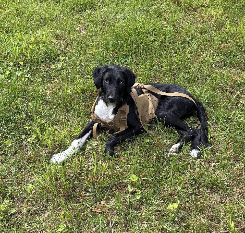 Totally Terrific Thumper, Adoptable, Puppy Male Schnauzer & Labrador Retriever.