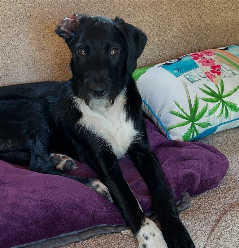 Totally Terrific Thumper, a Adoptable mixed breed in Randolph, MA image 2/5