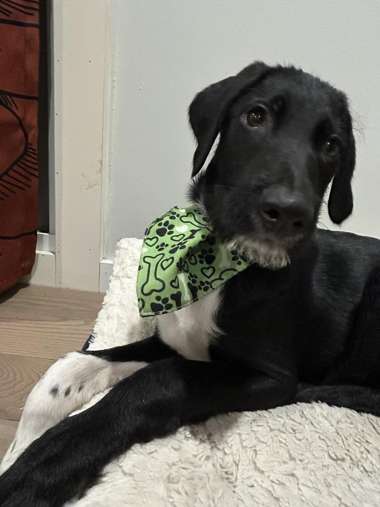 Totally Terrific Thumper, a Adoptable mixed breed in Randolph, MA image 3/5