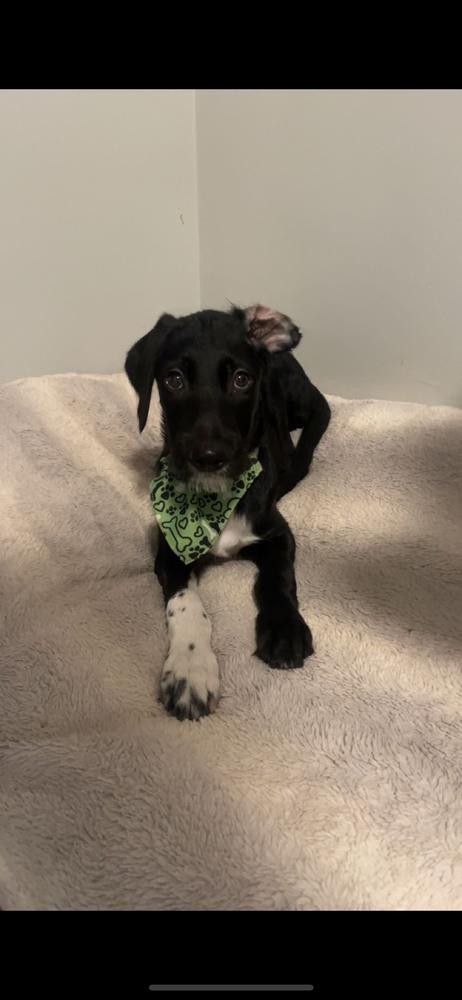 Totally Terrific Thumper, a Adoptable mixed breed in Randolph, MA image 4/5