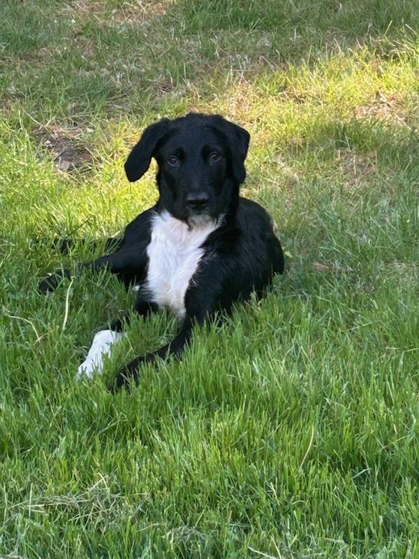 Totally Terrific Thumper, a Adoptable mixed breed in Randolph, MA image 5/5