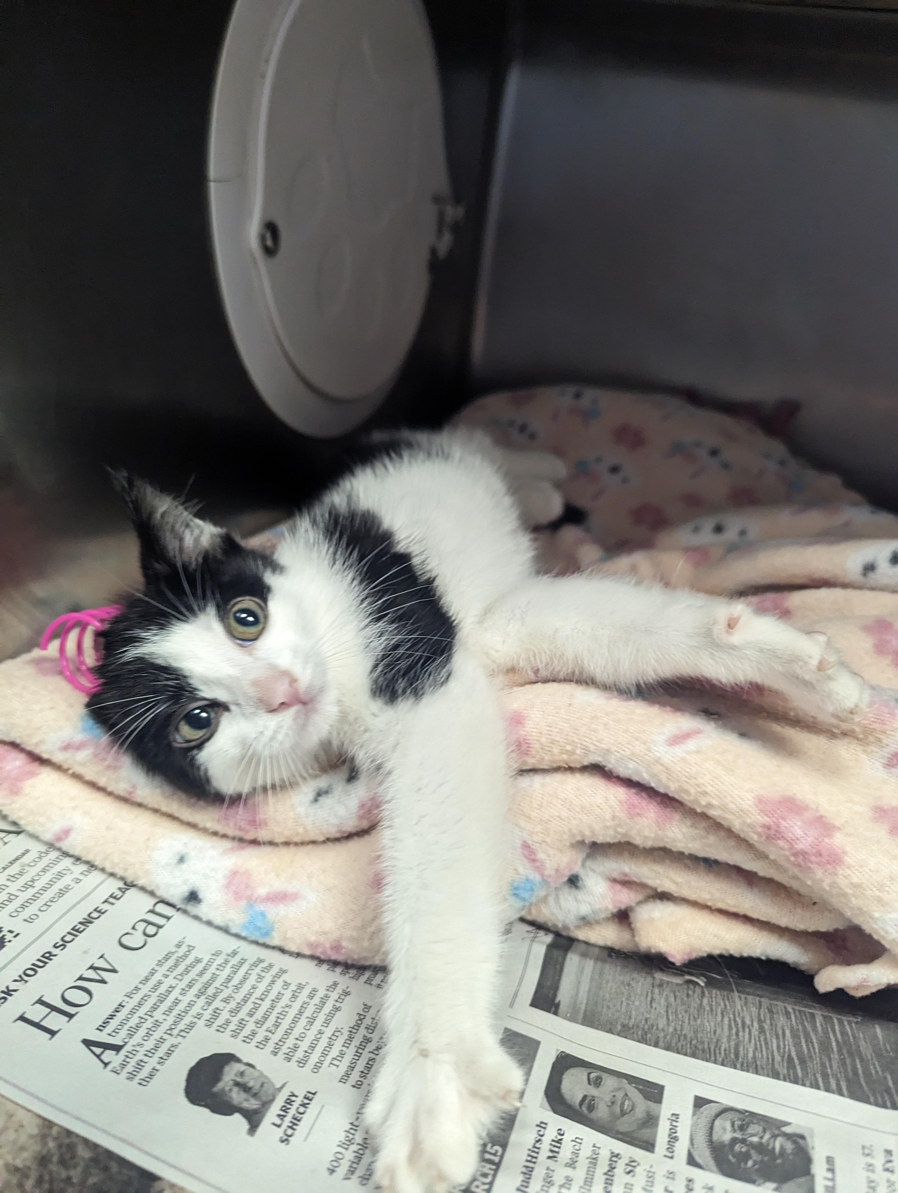 Flayn, Baby Female Domestic Short Hair