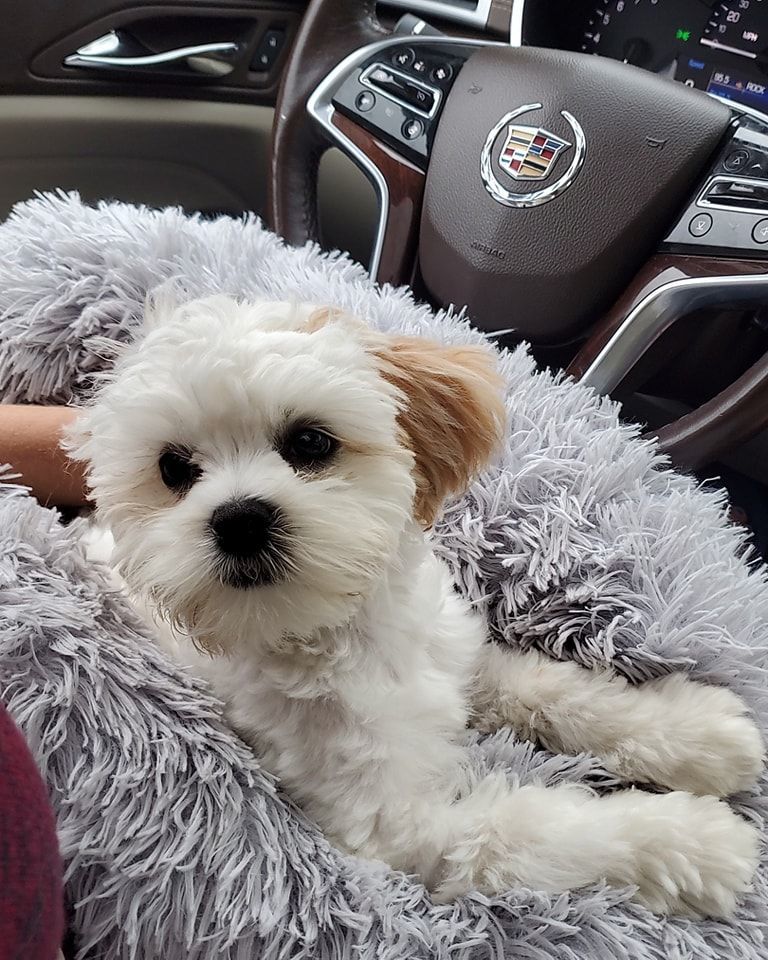 Maisie, Adopted, Puppy Female Maltese.