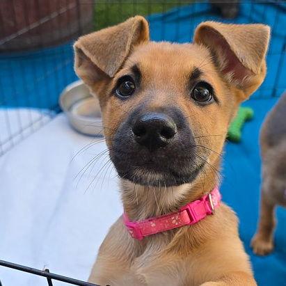 Parmesan, Adoptable, Young Female Border Collie & Shepherd.