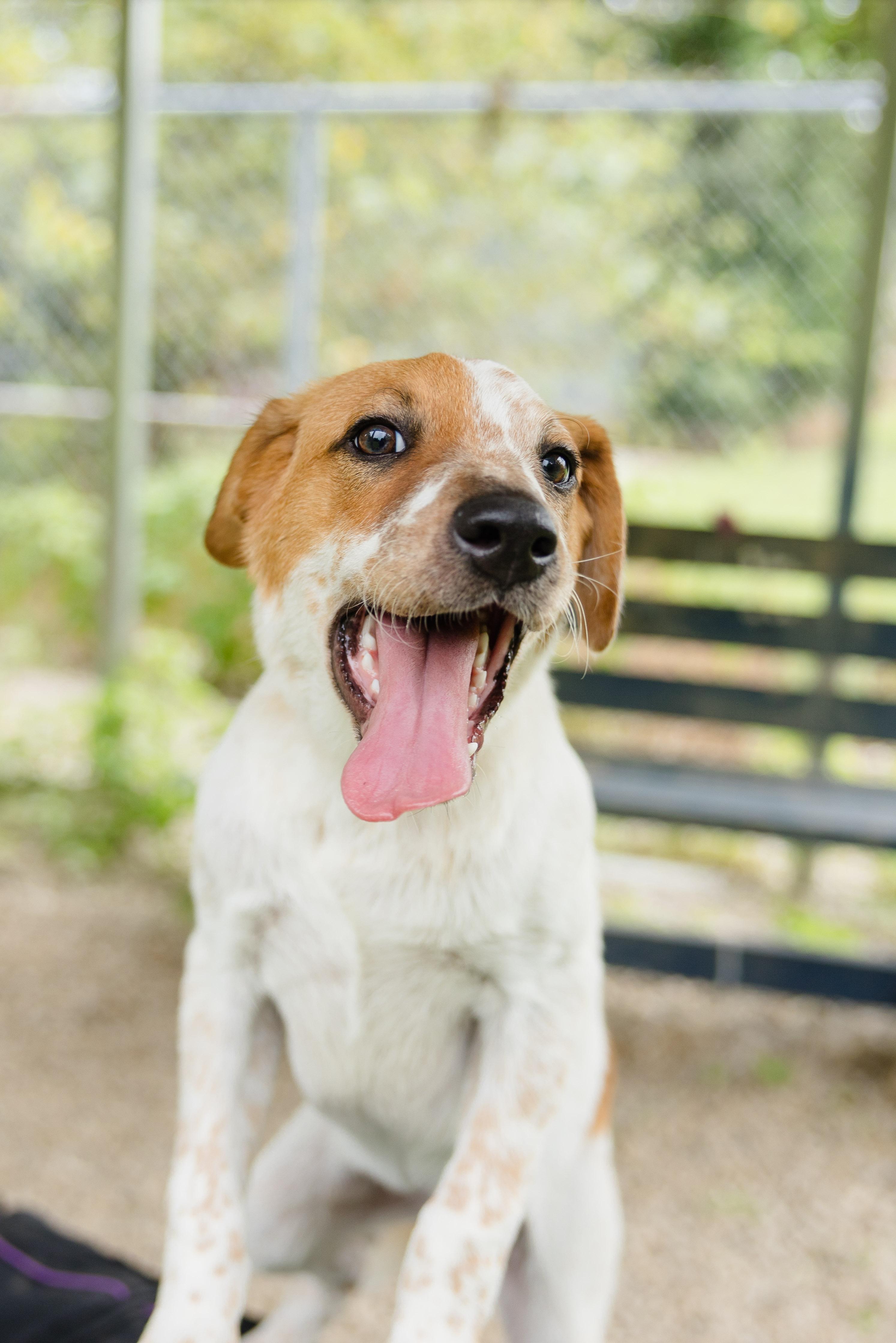 Enlarge Coen, an adopted mixed breed in Newburgh, IN image 4/4