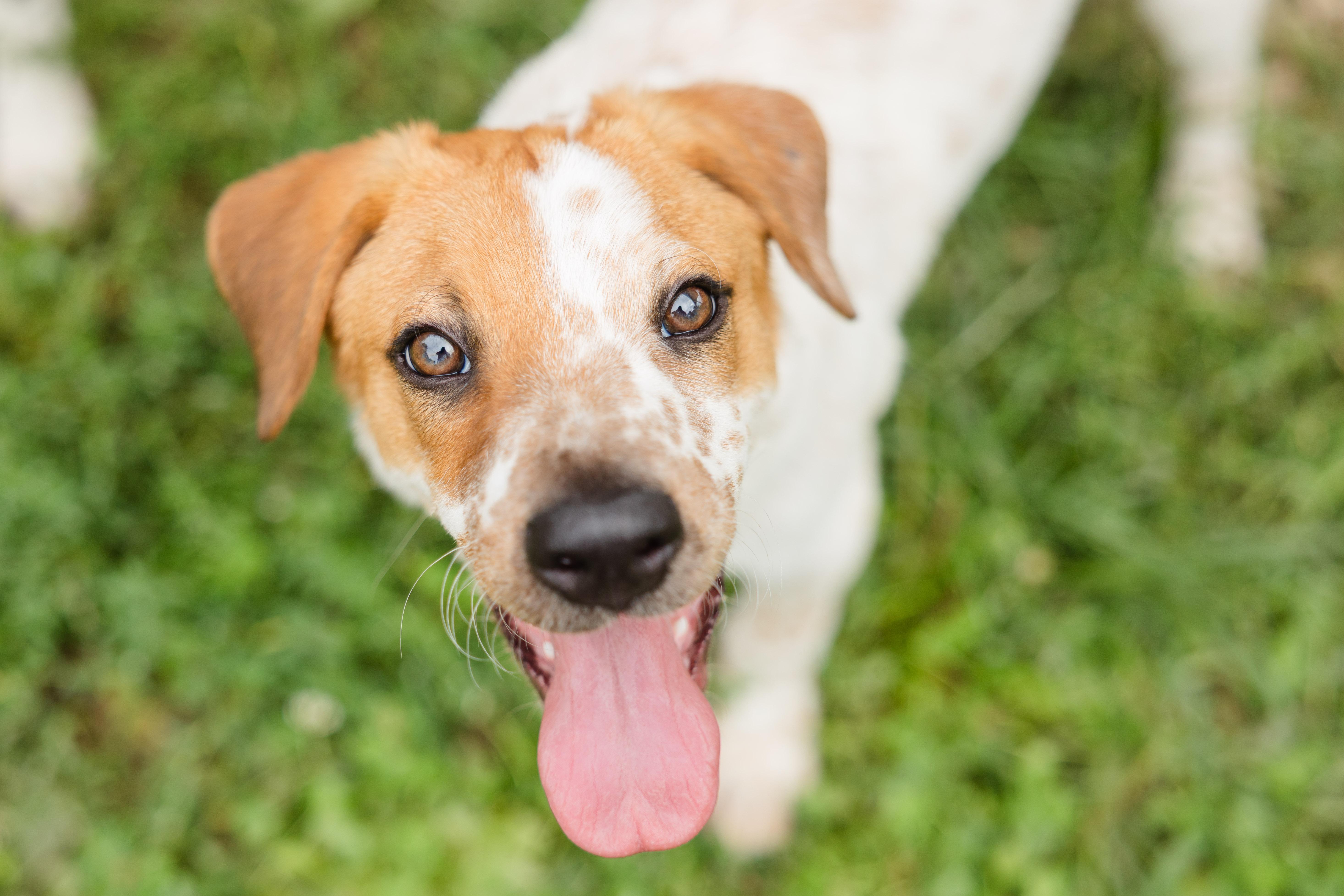 Coen, adopted, Young Male Australian Shepherd & Australian Cattle Dog / Blue Heeler.
